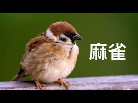 麻雀飛進家裡號碼|【家裡飛進麻雀】家裡飛進麻雀的吉凶預兆：小心謹慎，福禍難測。